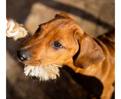 Dog Rope Chew Toy (Bunny)